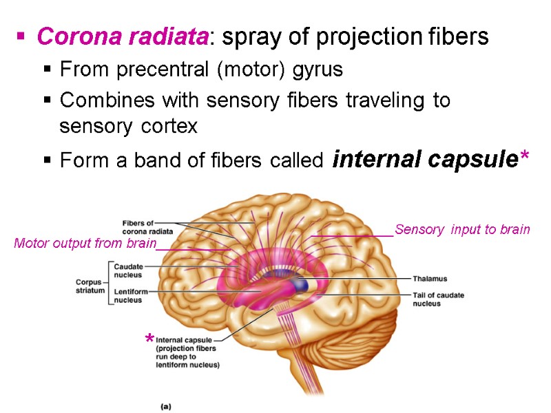 Corona radiata: spray of projection fibers From precentral (motor) gyrus Combines with sensory fibers